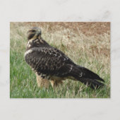 Carte Postale B52 Swainson's Hawk (Devant)
