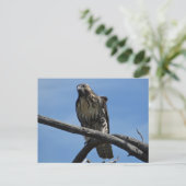 Carte Postale B54 Buse de Swainson (Debout devant)