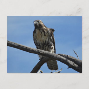 Carte Postale B54 Buse de Swainson