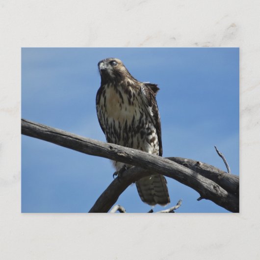 Carte Postale B54 Buse de Swainson (Devant)