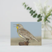 Carte Postale B6 Ouest Meadowlark (Debout devant)