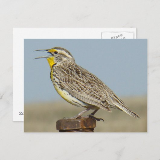 Carte Postale B6 Ouest Meadowlark (Devant / Derrière)