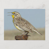 Carte Postale B6 Ouest Meadowlark (Devant)