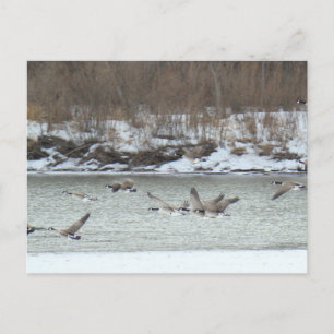 Carte Postale B7 Oies canadiennes en vol