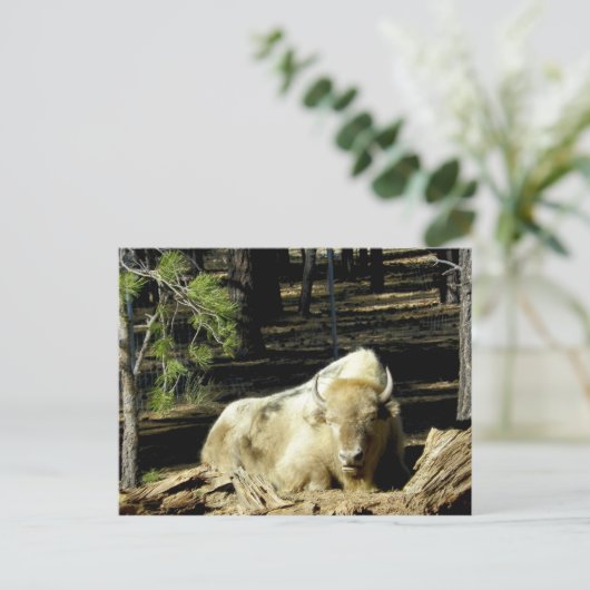 Carte Postale B E A R I Z O N Bison Blanc (Debout devant)