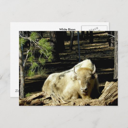 Carte Postale B E A R I Z O N Bison Blanc (Devant / Derrière)