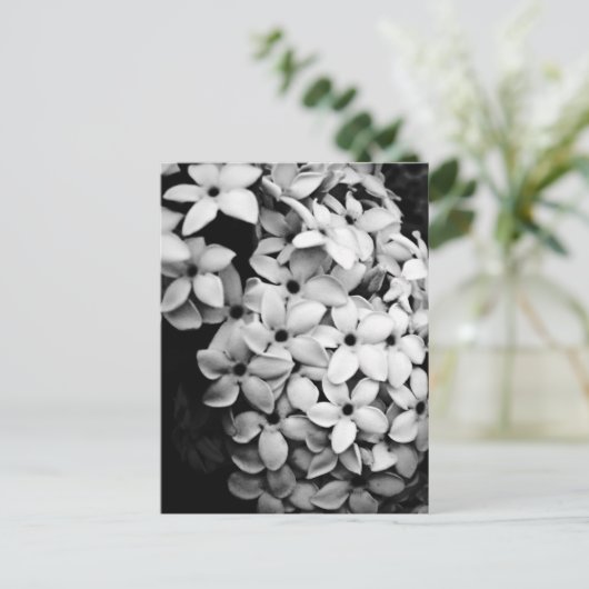 CARTE POSTALE B&W (Debout devant)