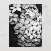 CARTE POSTALE B&W (Devant)