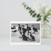 Carte postale B&W Ducklings (Debout devant)