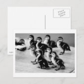 Carte postale B&W Ducklings (Devant / Derrière)