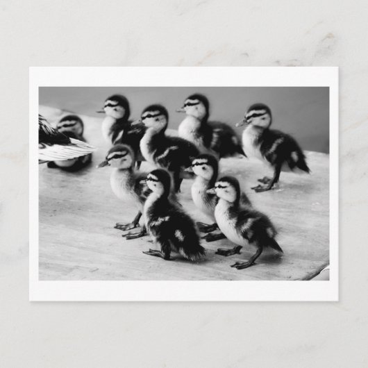 Carte postale B&W Ducklings (Devant)