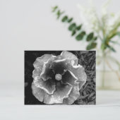 Carte postale B/W Flower (Debout devant)