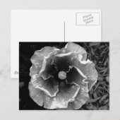 Carte postale B/W Flower (Devant / Derrière)