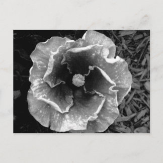 Carte postale B/W Flower