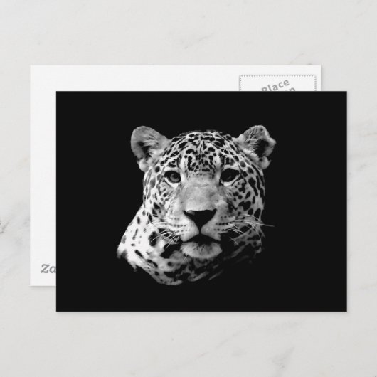 Carte Postale B&W Jaguar (Devant / Derrière)