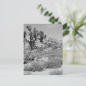 Carte Postale B&W Joshua Tree National Park 3 (Debout devant)