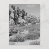 Carte Postale B&W Joshua Tree National Park 3 (Devant)