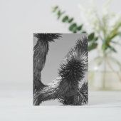 Carte Postale B&W Joshua Tree National Park 4 (Debout devant)