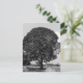 Carte Postale B&W Mangtree (Debout devant)