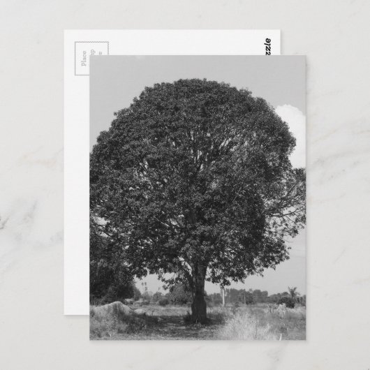 Carte Postale B&W Mangtree (Devant / Derrière)