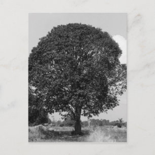 Carte Postale B&W Mangtree