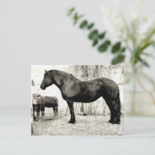 Carte Postale B&W Percheron Mare (Debout devant)
