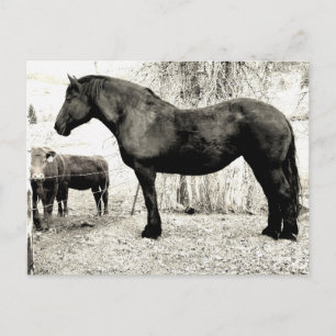 Carte Postale B&W Percheron Mare