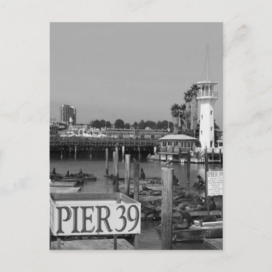 Carte Postale B&W Pier 39 Lions de Mer (Devant)