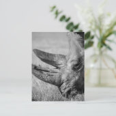 Carte Postale B&W Rhinoceros (Debout devant)