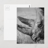 Carte Postale B&W Rhinoceros (Devant / Derrière)