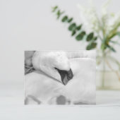 Carte Postale B&W Swan (Debout devant)