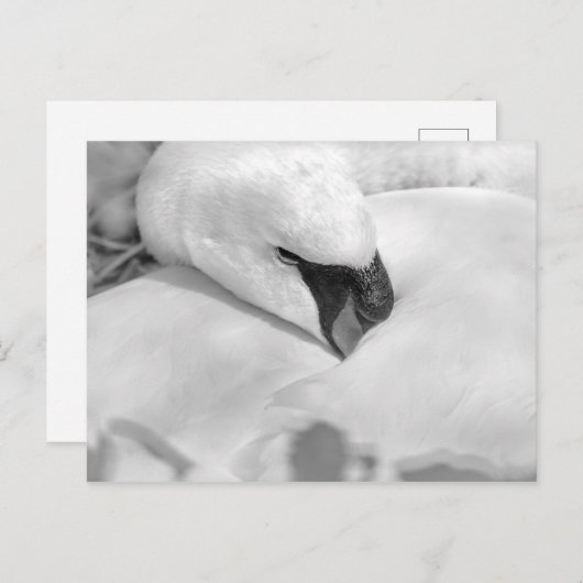 Carte Postale B&W Swan (Devant / Derrière)
