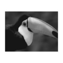 B&W Tucano