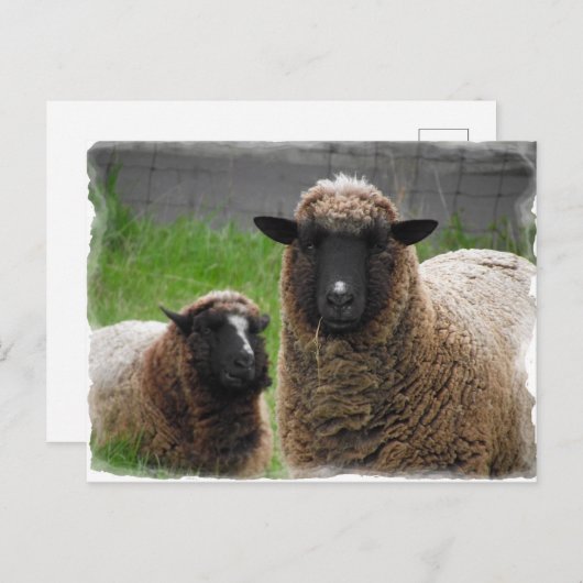 Carte Postale Ba Ba Black Sheep (Devant / Derrière)