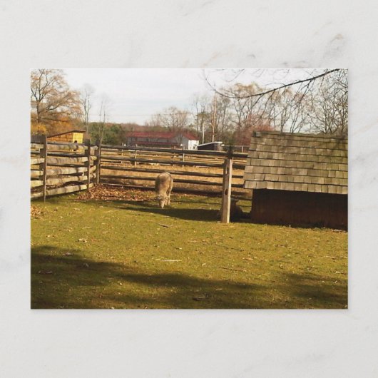 Carte Postale Baaa ! (Devant)