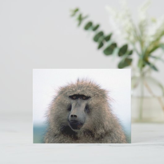 Carte Postale Baboon (Debout devant)