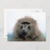 Carte Postale Baboon (Devant / Derrière)