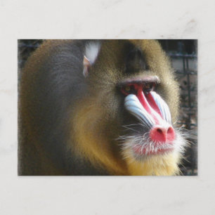 Carte postale Baboon