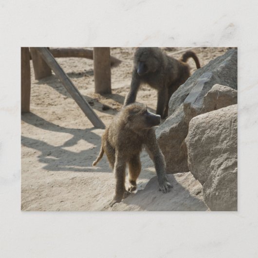 Carte postale Baboon (Devant)