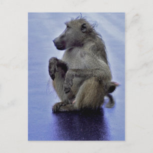 Carte Postale Baboon assis