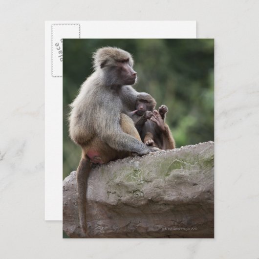 Carte Postale Baboon mère allaitant sa jeune (Devant / Derrière)