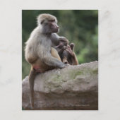 Carte Postale Baboon mère allaitant sa jeune (Devant)