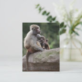 Carte Postale Baboon mère allaitant sa jeune (Debout devant)