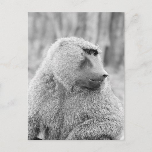 Carte Postale babouin africain (Devant)