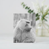 Carte Postale babouin africain (Debout devant)