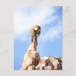 Carte Postale Babouin singe au sommet d'une montagne