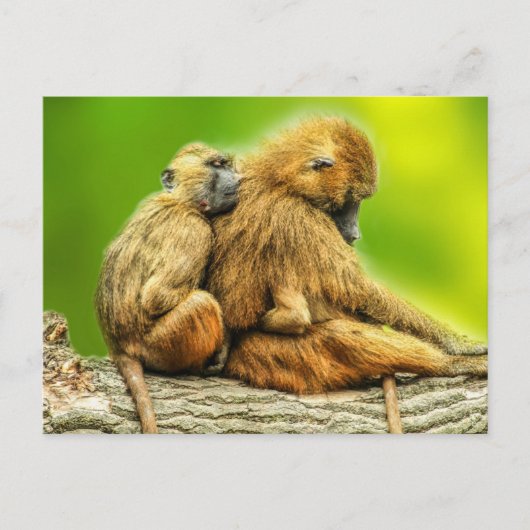 Carte Postale babouins de Guinée (Devant)