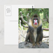 Carte Postale Babouins joueurs, mignons, intelligents et amicaux (Devant / Derrière)