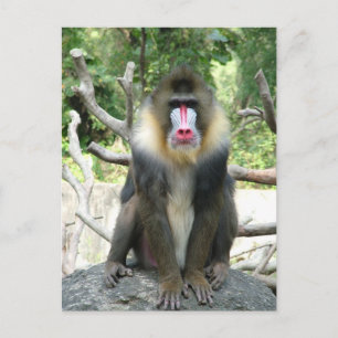 Carte Postale Babouins joueurs, mignons, intelligents et amicaux