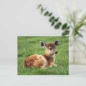 Carte Postale Baby Antelope (Debout devant)